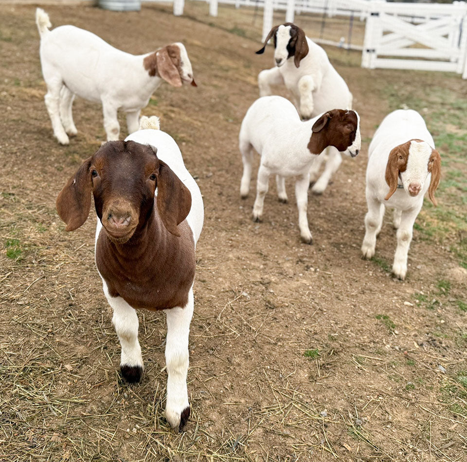 Welcome to the Farm: Patrick, Riggs, Finn, Elvis & Buckeye!