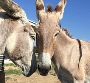 Meet our kids - Granny & Shadow