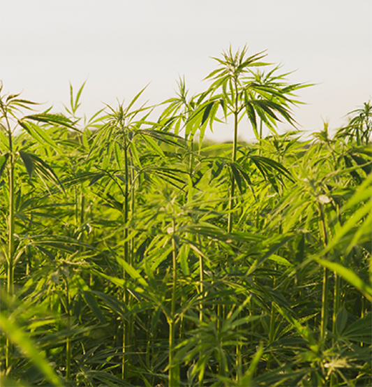 Science Behind Our Hemp