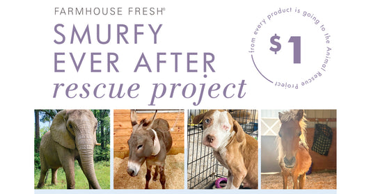 Tiny Wonders: 3 Mini Ponies & 1 Orphaned Donkey, Saved