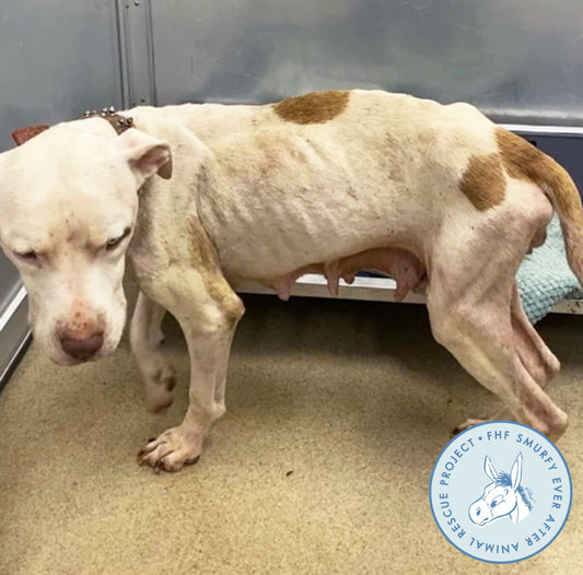 30 Lives Saved From Overcrowded TX Shelters