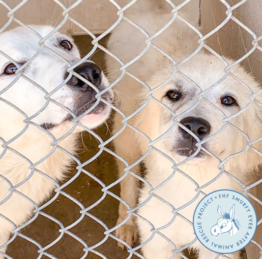 70 Dogs Bound for Forever Homes