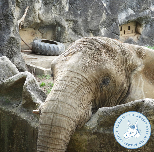 Meet Mundi, the 41-Year-Old Elephant Rescued from Isolation
