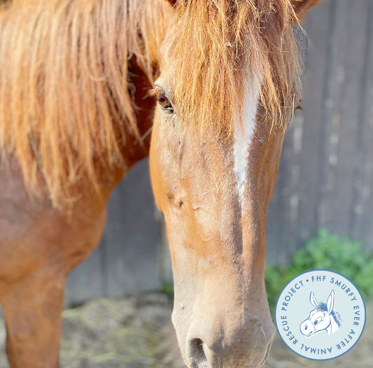 Rescuers Fight to Save Pregnant Mare’s Life