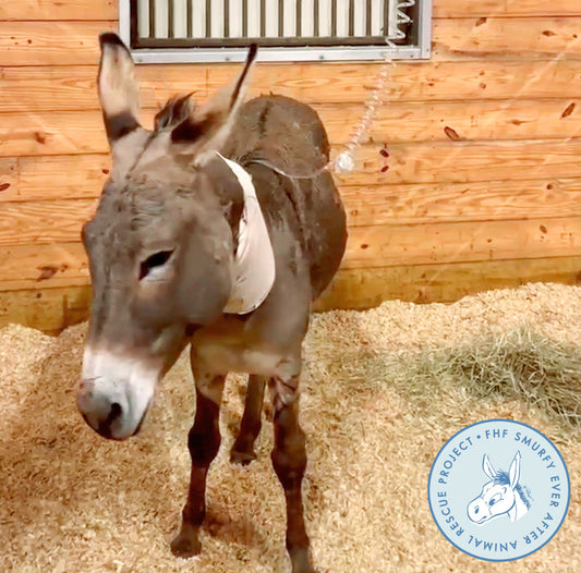 Stray Donkey Runs 15 Miles on Highway Before Being Saved