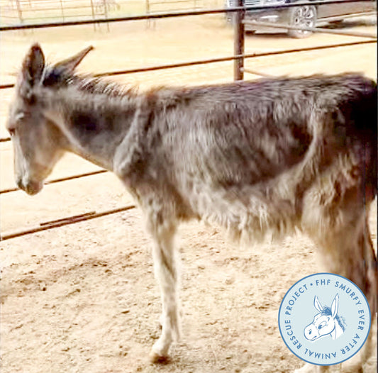 Neglect to New Beginnings: Meet Butters, Ribbons, Beau & Twitch