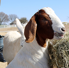 Temple Shalom Pasture Party