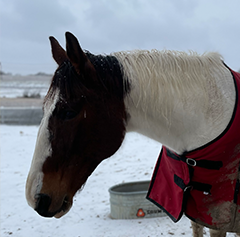 Preparing for Bad Weather: Winter Storm Edition