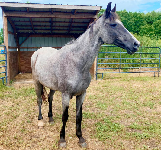 "Hey Girl, HAY!" August 2020
