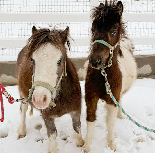 Tiny Ponies, Big Beginnings!