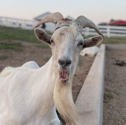 Recap | December | Goat Month