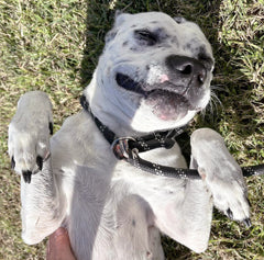 138 At-Risk Dogs Find Homes in the North