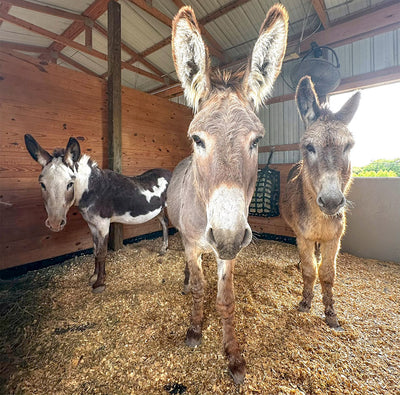 3 Sweet Donkeys Prepare for Forever Homes in Michigan