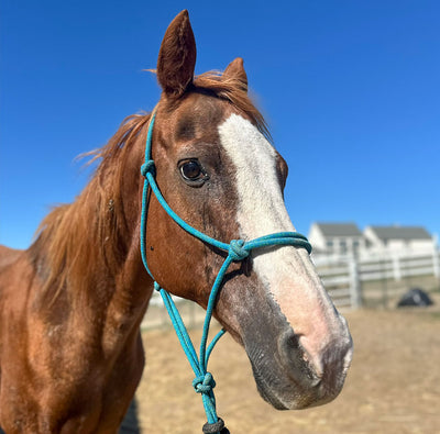 Doc’s New Home: A Place to Retire in Peace