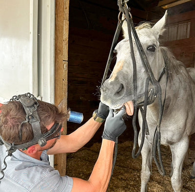 Healthy Teeth, Happy Horses: A Dental Update