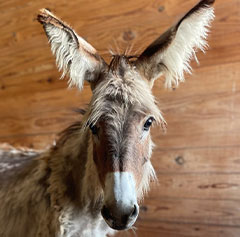 Fuzziest Baby Donkey Orphan Finds a New Home