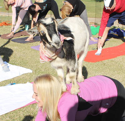 Happy Goat Yoga At The Four Seasons