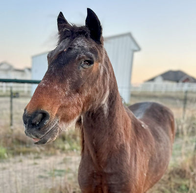 Meet Wonder: A Blind Pony Who Found His Forever Home