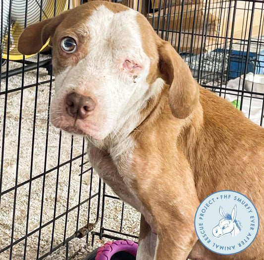 Mom & Pups Locked in Scorching Trailer