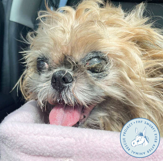 Rescue Heroes Step In to Save Willa, a Blind Senior Dog