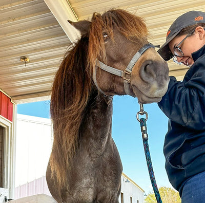 Spirit's Recovery: Beating Laminitis One Hoof at a Time