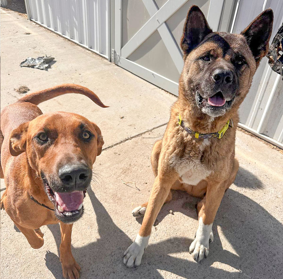 Two More Precious Pups on Their Way to Forever