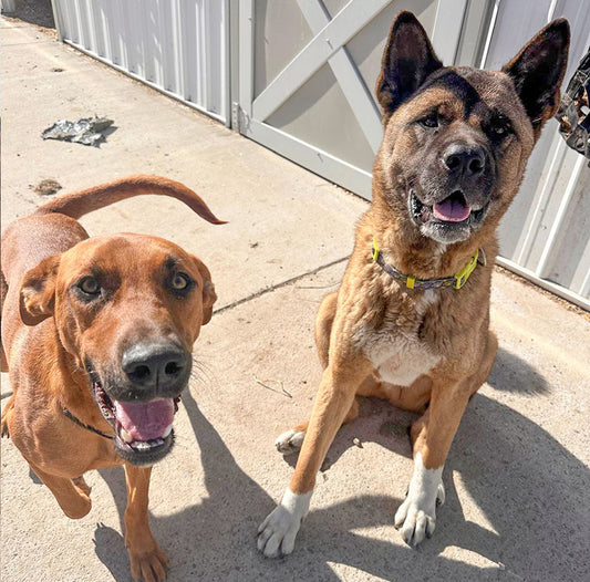 Two More Precious Pups on Their Way to Forever