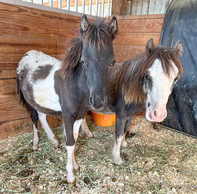 Welcoming New Rescues to the Ranch