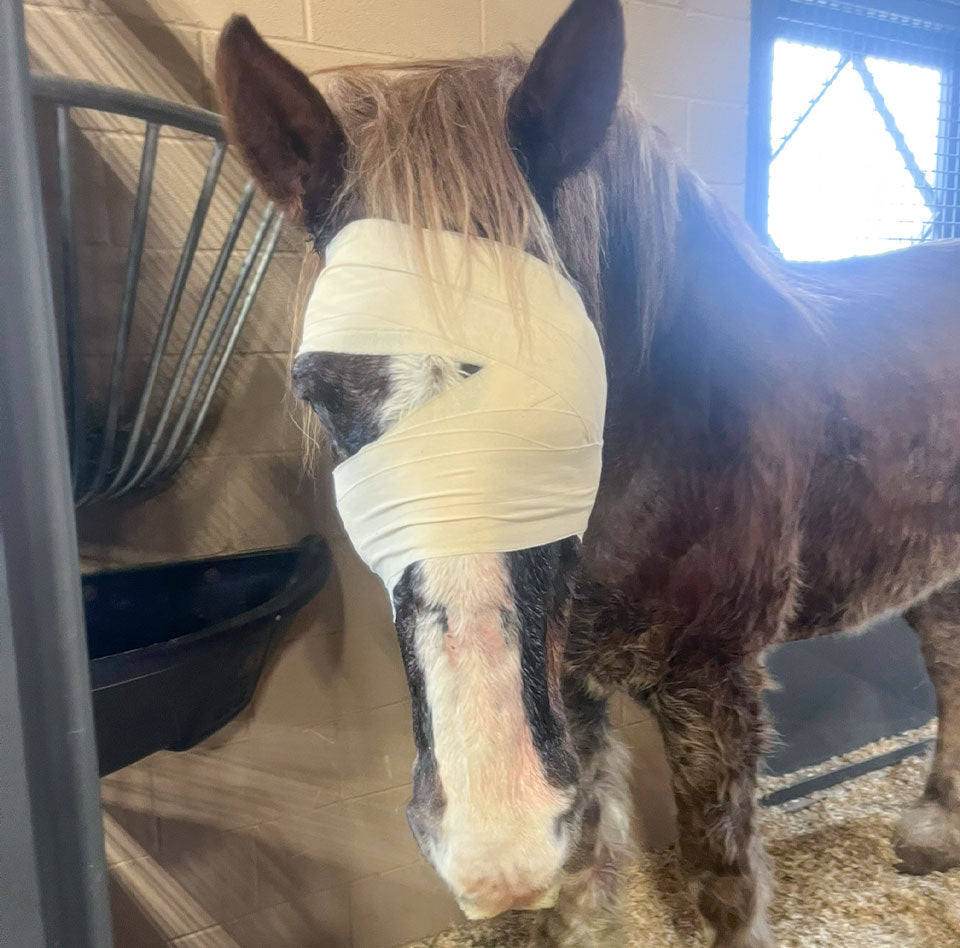 A Painful Past, Finally Addressed