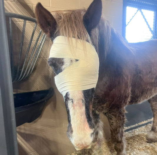 A Painful Past, Finally Addressed