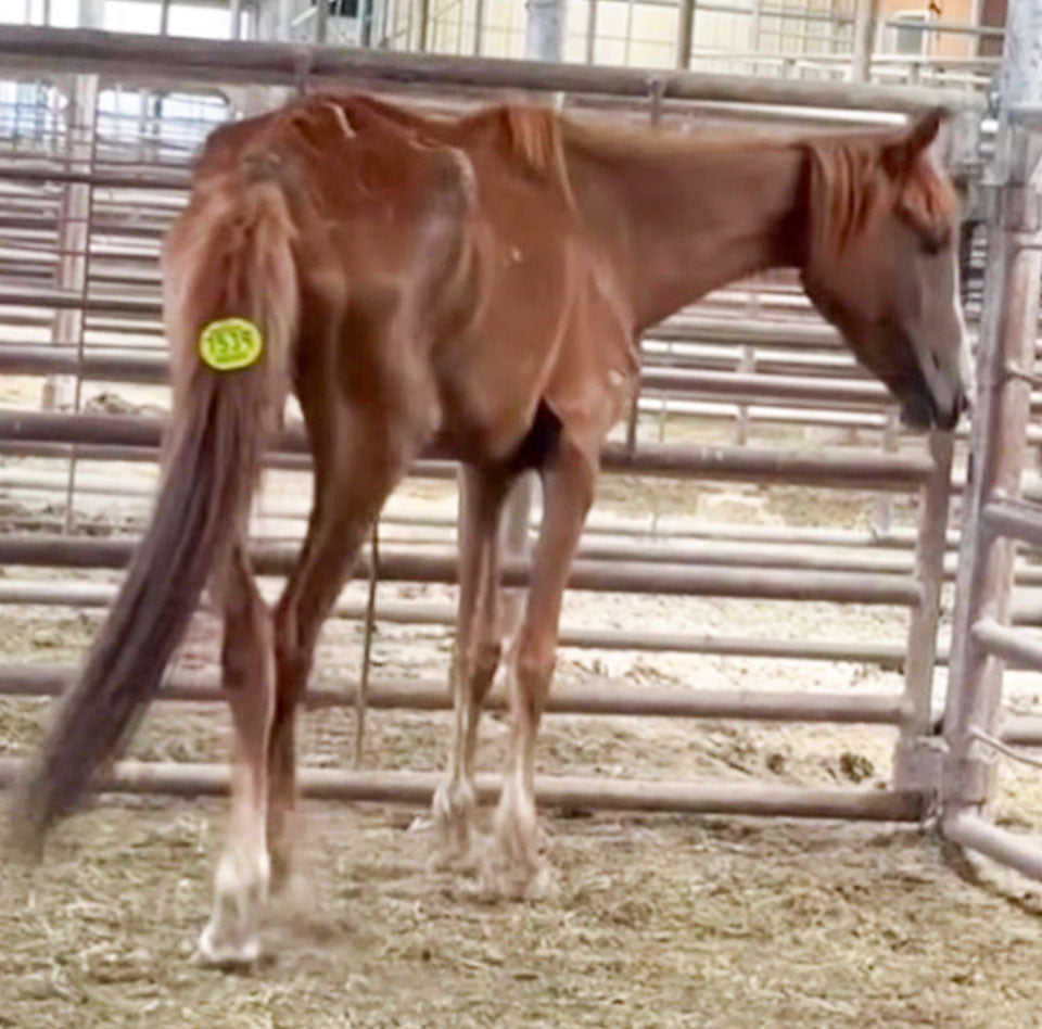 A Rescue That Ended Before It Began