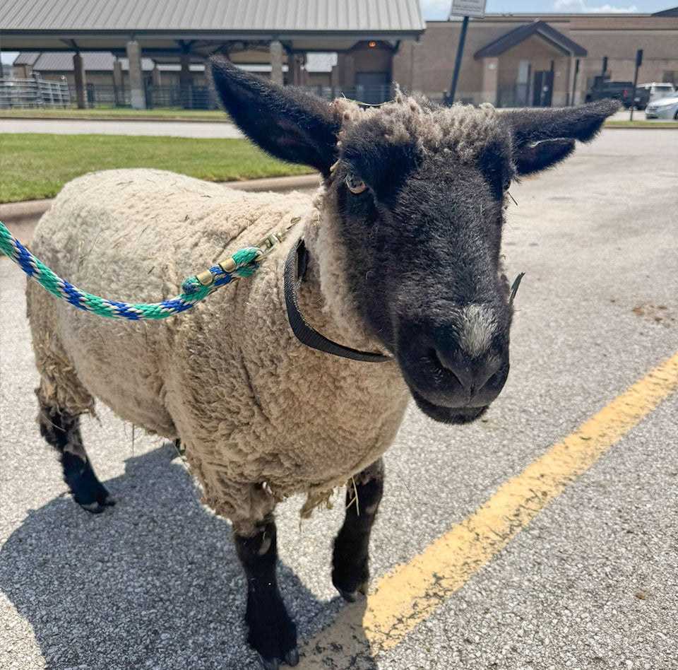 Chamomile’s Countdown to Surgery