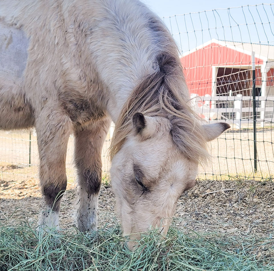 Cosmo’s Next Chapter Begins