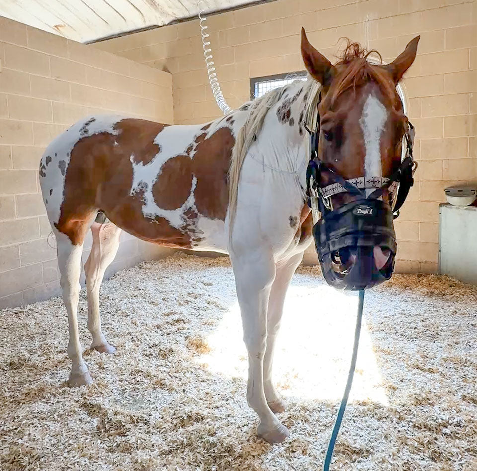 Delilah’s Emergency Colic Scare