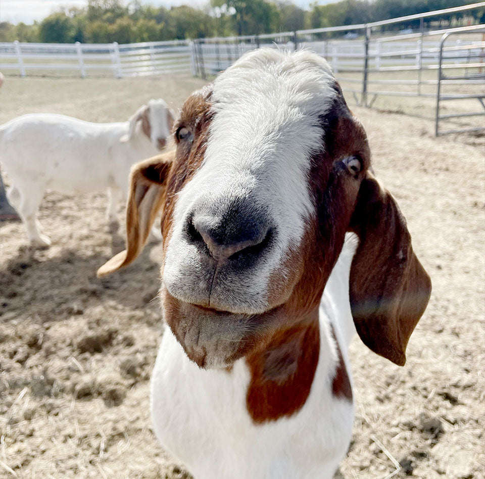 Elliott: A Goat With a Heart Too Big to Bear