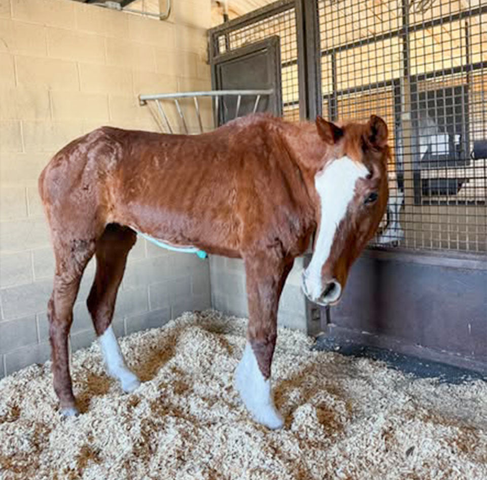 Emergency on the Horizon: Lucy Needs Help