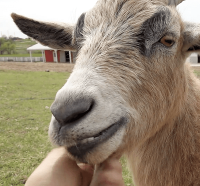 Virtually Pet a (Small & Really Cool) Goat