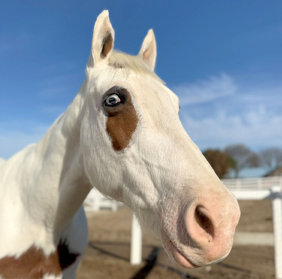 Goodbye Orion: A Year of Love, Care & Courage