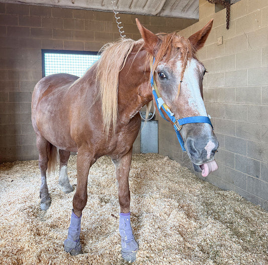 Heather’s Colic Scare (and a Happy Homecoming!)