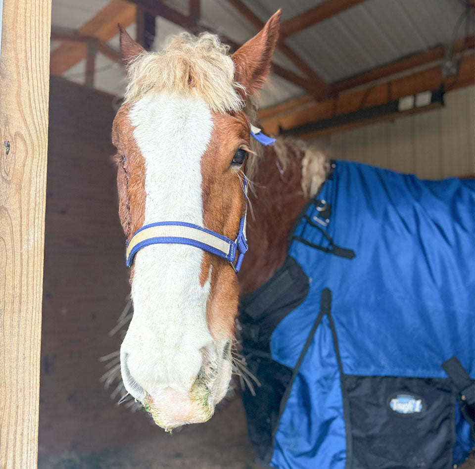 Helping Reilly Find Peace