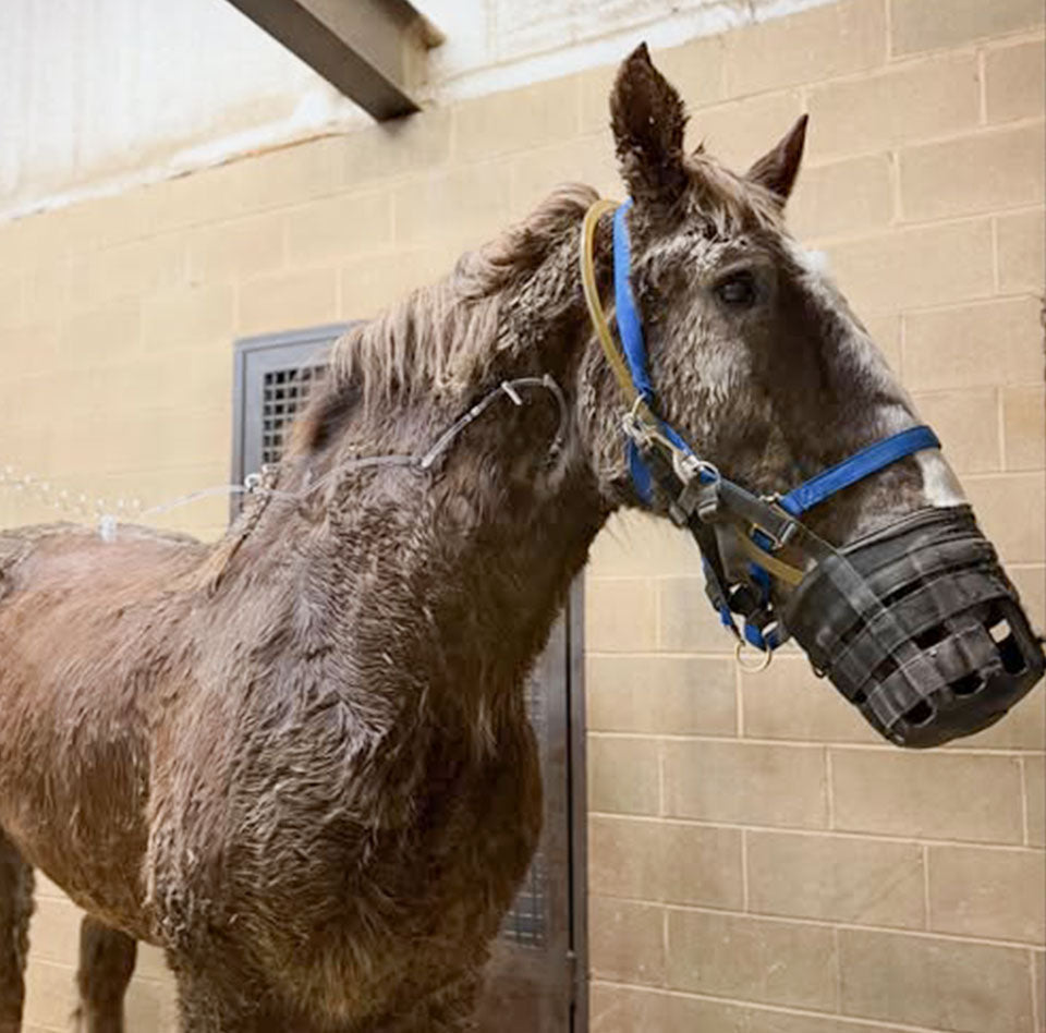 Hercules’ Unexpected Hospital Visit