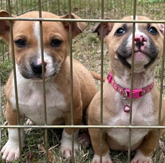 Saving 100+ Dogs Today