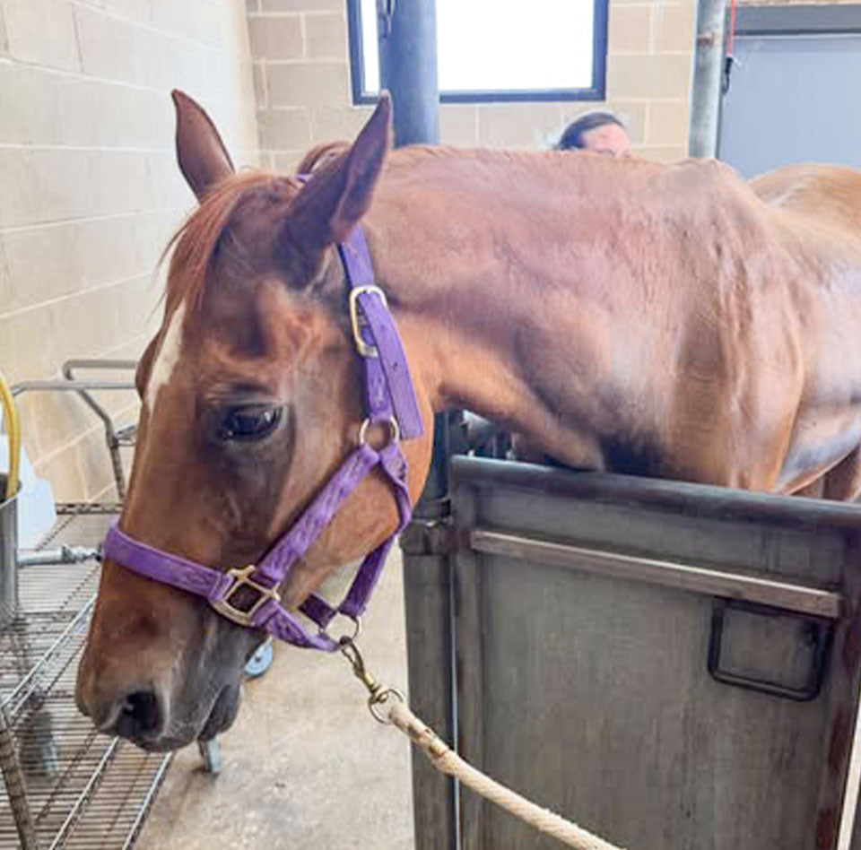 Izzy's Emergency Colic Scare