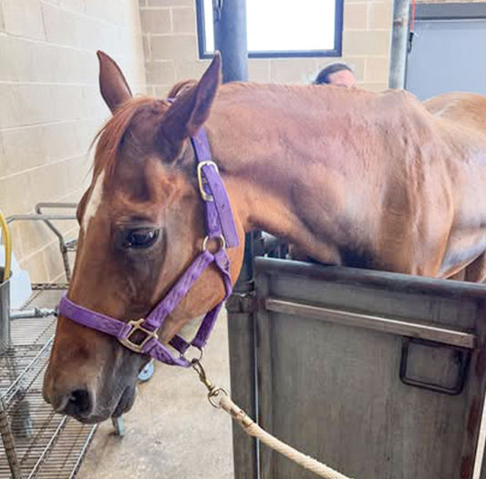 Izzy's Emergency Colic Scare
