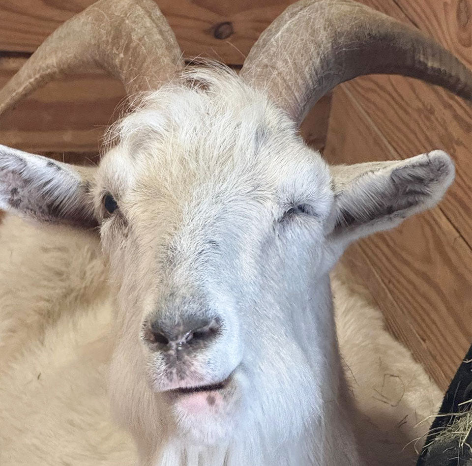 Lolly’s Eye-Opening Diagnosis