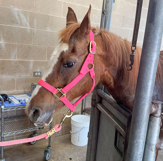Lucy’s Close Call with Colic