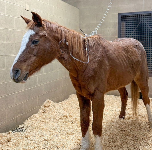 Lucy’s Health Update: Back to the Hospital for Extra Care