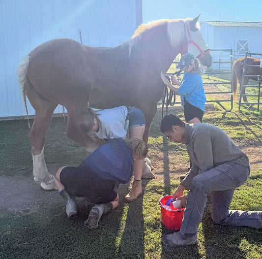 Maggie’s Healing Hooves
