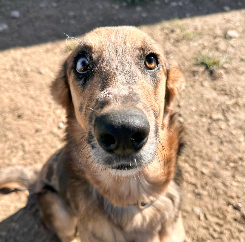 Meet Bernadette: Our Newest Foster Pup