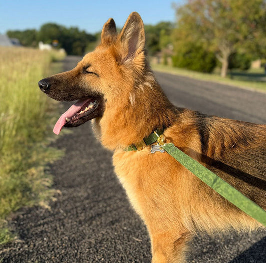 Meet Brad! Our Next Short-Term Foster for Transport